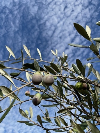 【現品】【盆栽】オリーブの古木　品種： ピッチョリーネ　9号　４Ｚ番