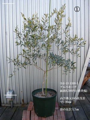 オリーブの木 アルベキーナ - 植物/観葉植物