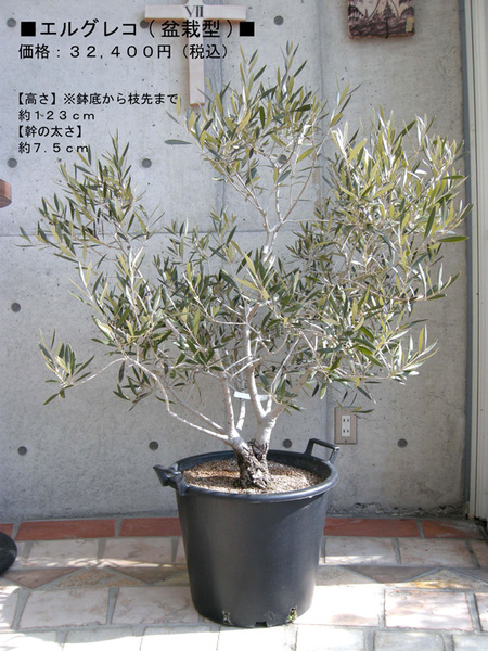 【現品】オリーブの木　エルグレコ　樹高1.4ｍ（根鉢含まず）39【苗木/植木】